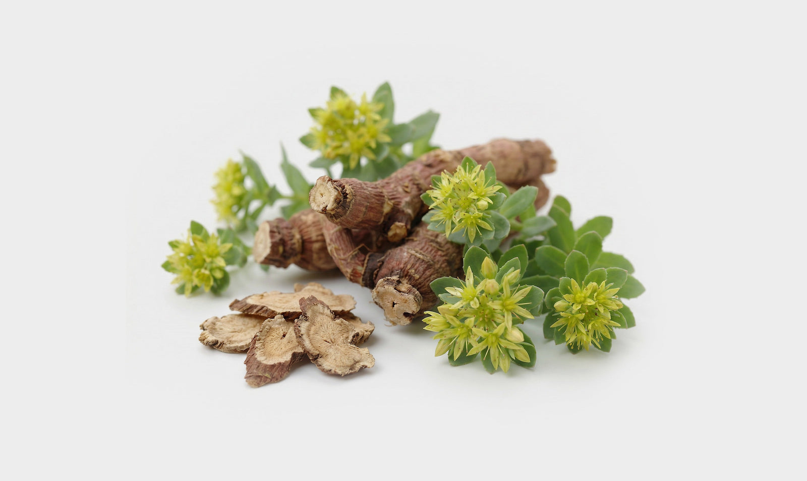 rhodiola rosea roots and flowers